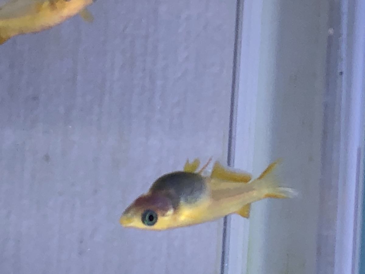 すいすいと泳ぐめだか