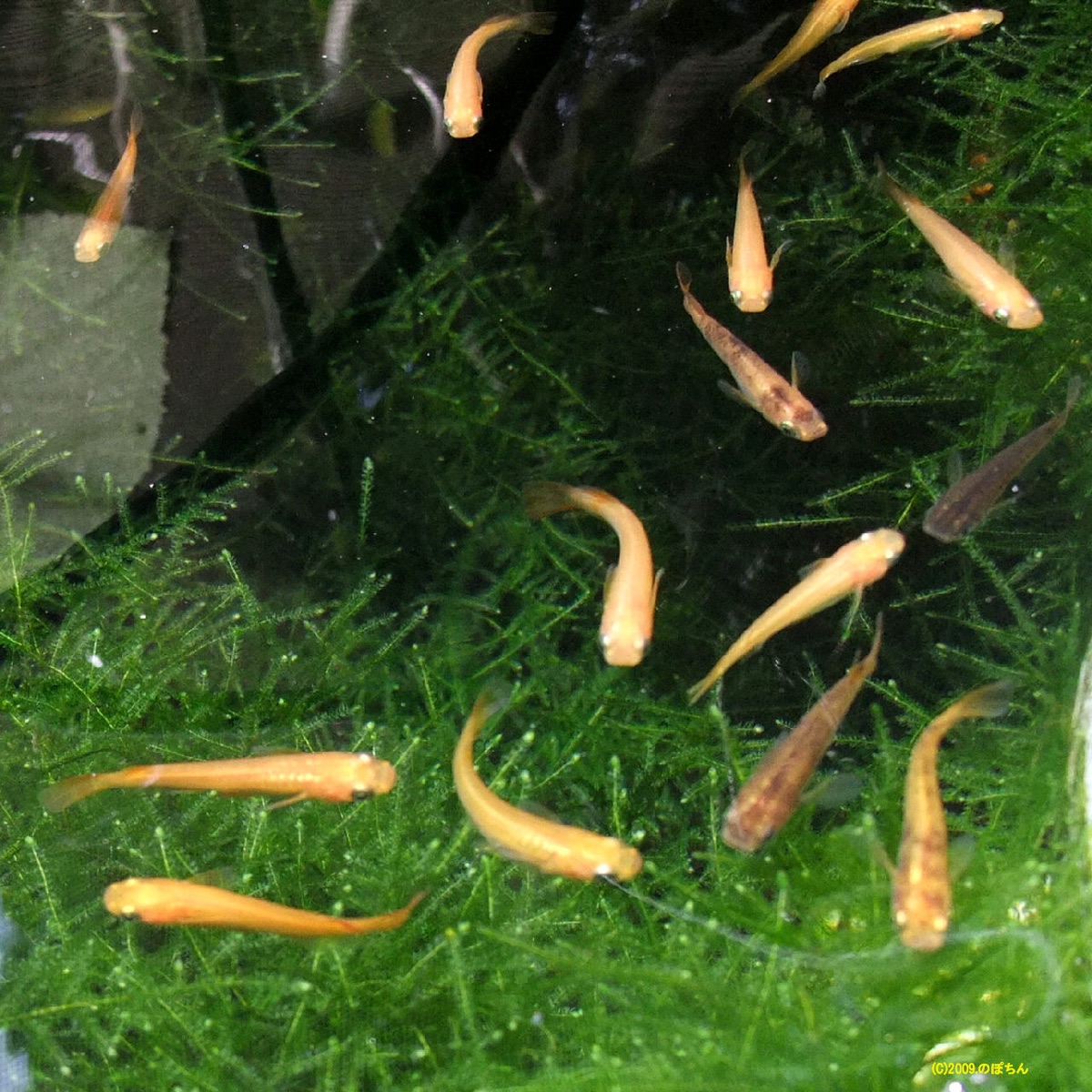 水草のあいだを泳ぐ緋めだか